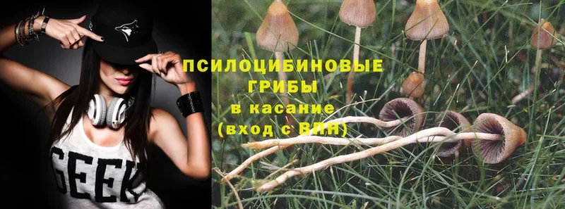 купить закладку  Донецк  Псилоцибиновые грибы Psilocybe 